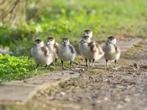 Path: Egyptian goose, six young goslings