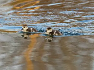 Reflections: Egyptian goose, two young goslings swimming across a lake