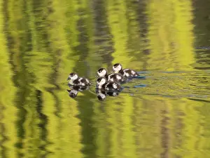 Reflections: Egyptian goose, four young goslings swimming across a lake