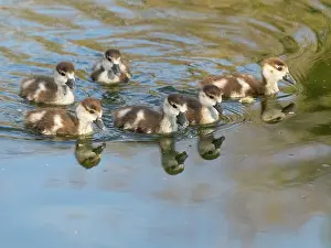 Goslings: Egyptian goose, six young goslings swimming across a lake