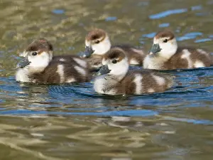 Goslings: Egyptian goose, four young goslings swimming across a lake