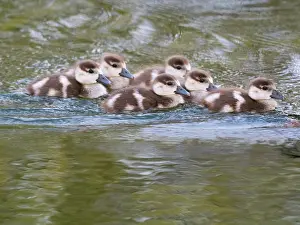 Duncan Usher: Egyptian goose, six young goslings swimming across a lake