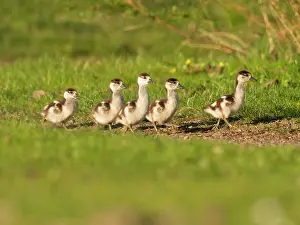 Goslings: Egyptian Goose, five young goslings walking across a park green