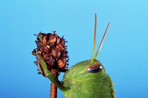 Anacridium: Egyptian Grasshopper