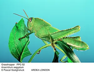 Anacridium: Egyptian Grasshopper