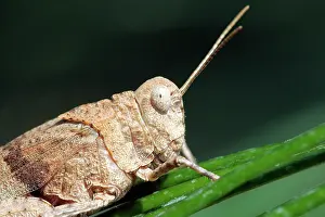 Anacridium: Egyptian Grasshopper - adult