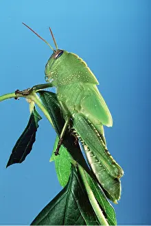 Pascal Goetgheluck: EGYPTIAN GRASSHOPPER - on leaf
