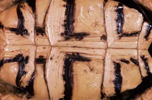 Testudo: Egyptian / Kleinmann's / Leith's Tortoise - Ventral