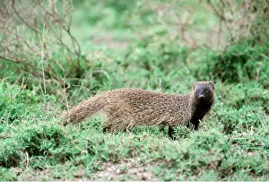 Clem Haagner: Egyptian / Large grey MONGOOSE - standing
