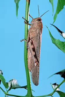 Anacridium: Egyptian Locust - adult