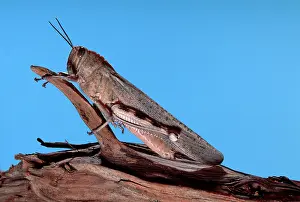 Anacridium: Egyptian Locust - adult