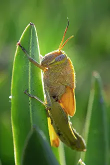 Locust: Egyptian locust (Anacridium aegyptium) on a plant