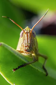 Cyclades: Egyptian locust (Anacridium aegyptium) on a plant