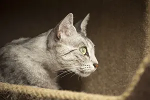 Maus: Egyptian Mau cat indoors