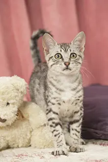 Maus: Egyptian Mau cat indoors