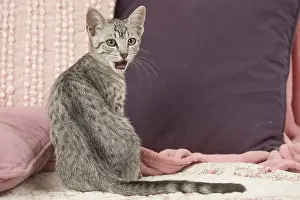 Maus: Egyptian Mau cat indoors