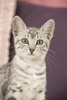 Maus: Egyptian Mau cat indoors