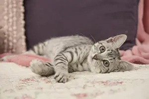 Chilling: Egyptian Mau cat indoors