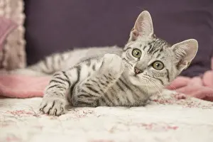 Maus: Egyptian Mau cat indoors