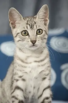 Maus: Egyptian Mau cat indoors