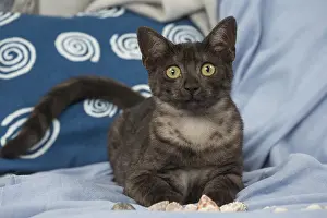 Maus: Egyptian Mau cat indoors