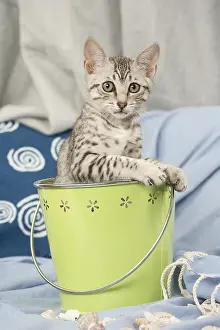 Maus: Egyptian Mau cat indoors in a bucket