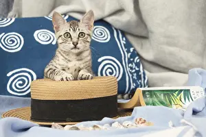 Maus: Egyptian Mau cat indoors on a hat