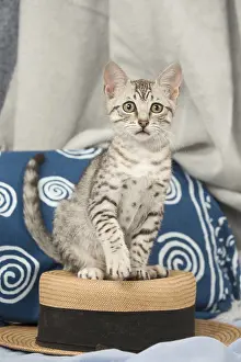Maus: Egyptian Mau cat indoors ona hat