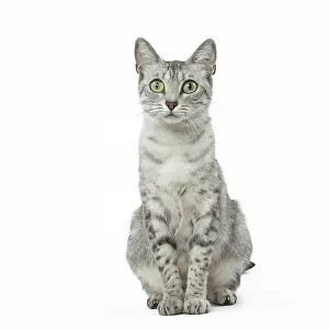 Maus: Egyptian Mau cat in the studio