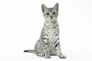 Maus: Egyptian Mau cat in the studio