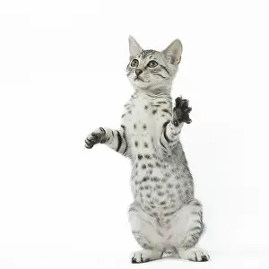 Maus: Egyptian Mau cat in the studio