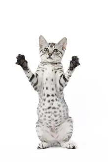 Maus: Egyptian Mau cat in the studio
