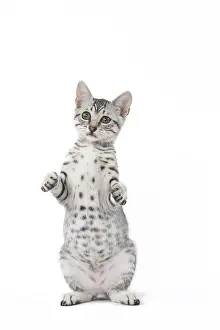 Maus: Egyptian Mau cat in the studio