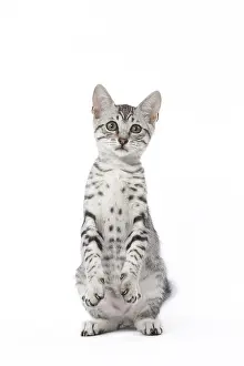 Maus: Egyptian Mau cat in the studio