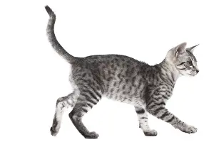 Maus: Egyptian Mau cat in the studio