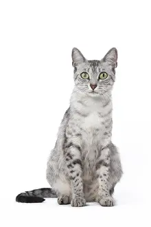 Maus: Egyptian Mau cat in the studio