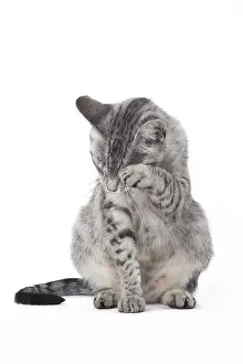 Maus: Egyptian Mau cat in the studio