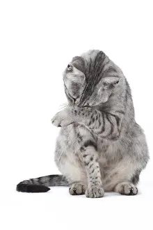 Maus: Egyptian Mau cat in the studio