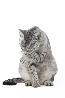 Maus: Egyptian Mau cat in the studio
