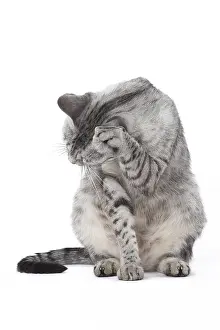 Maus: Egyptian Mau cat in the studio