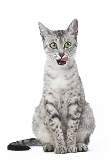 Lips: Egyptian Mau cat in the studio