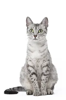 Maus: Egyptian Mau cat in the studio