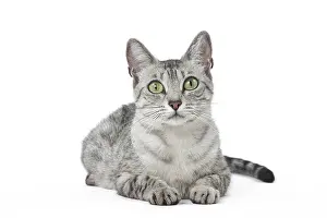 Maus: Egyptian Mau cat in the studio