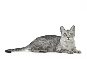 Maus: Egyptian Mau cat in the studio