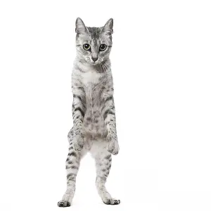 Maus: Egyptian Mau cat in the studio