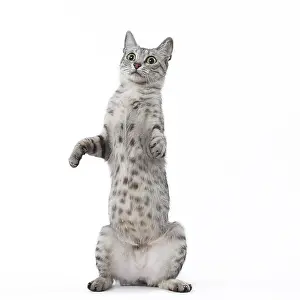 Maus: Egyptian Mau cat in the studio
