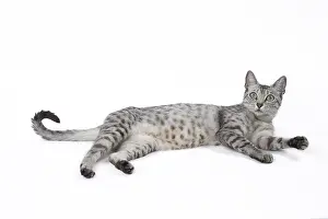 Maus: Egyptian Mau cat in the studio