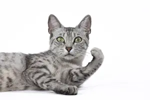 Maus: Egyptian Mau cat in the studio