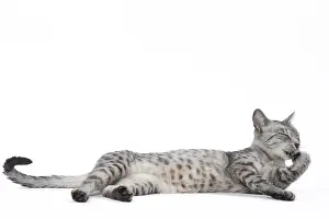 Maus: Egyptian Mau cat in the studio