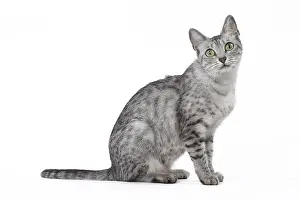 Maus: Egyptian Mau cat in the studio